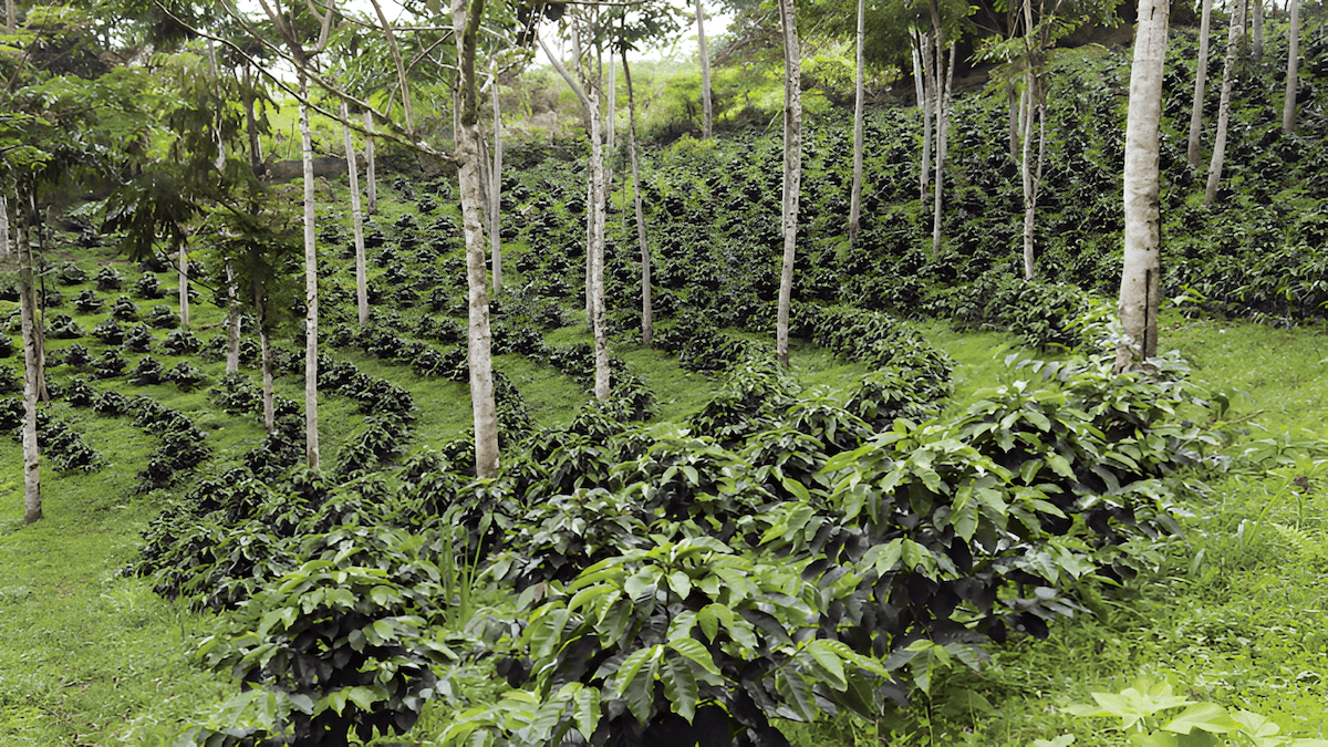 Agroforestry article image