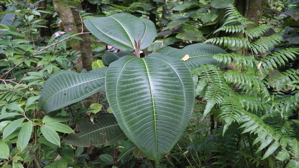 Invasive plants article image