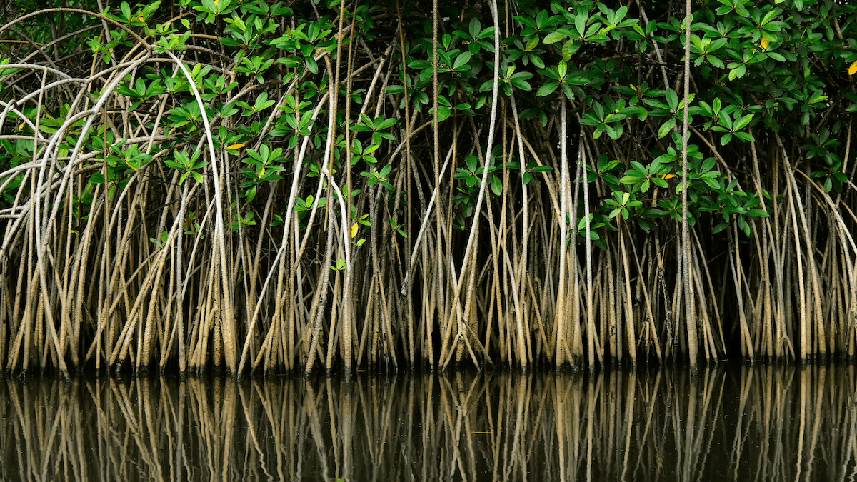 Rewilding islands article image